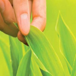 Curso a Distancia - Aplicación de métodos de control fitosanitarios en plantas, suelo e instalaciones. Cultivos herbaceos