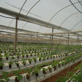 Instalaciones, su acondicionamiento, limpieza y desinfección. Horticultura y floricultura