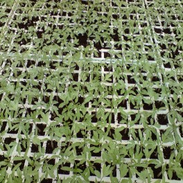 Preparación del terreno para la instalación de infraestructuras, siembra y plantación de cultivos herbáceos.